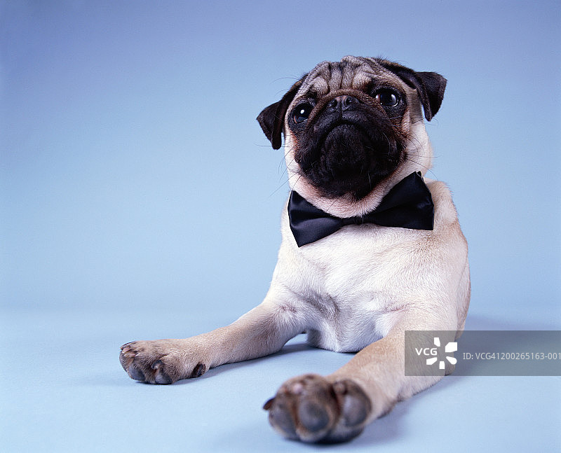 戴着蝴蝶结的巴哥犬特写图片素材