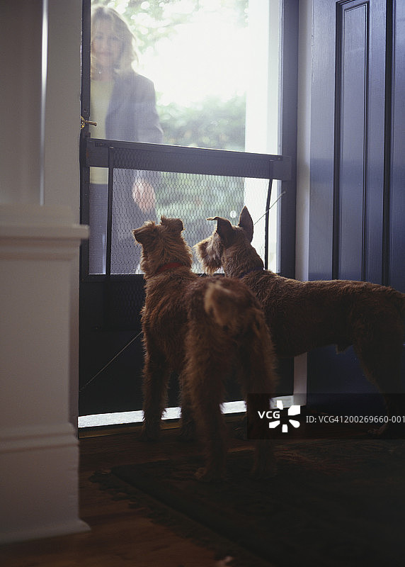 女人在家门口迎接爱尔兰梗犬图片素材