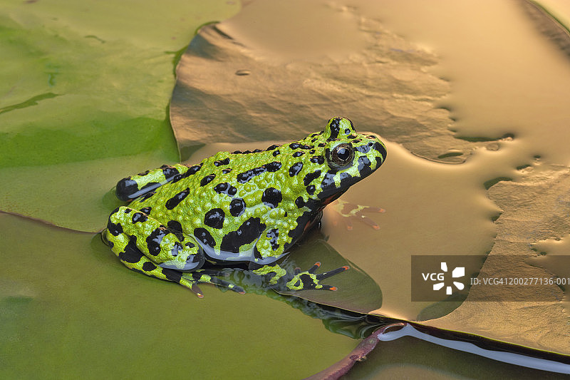 荷叶上的铃蟾（Bombina sp.），侧视图图片素材