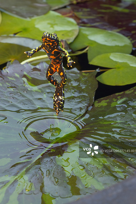 红腹铃蟾跳离睡莲，高角度拍摄图片素材