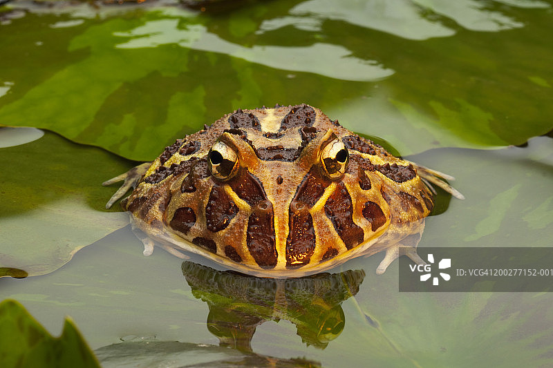 荷叶上带角的华丽蛙，高角度视图图片素材