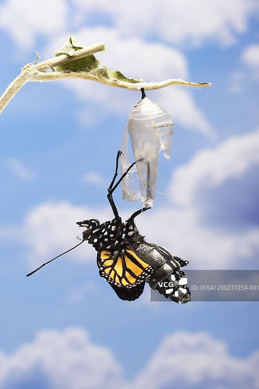 从蛹中羽化的帝王蝶图片素材