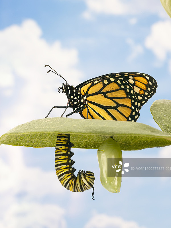 叶子上的帝王蝶、毛毛虫和蛹图片素材