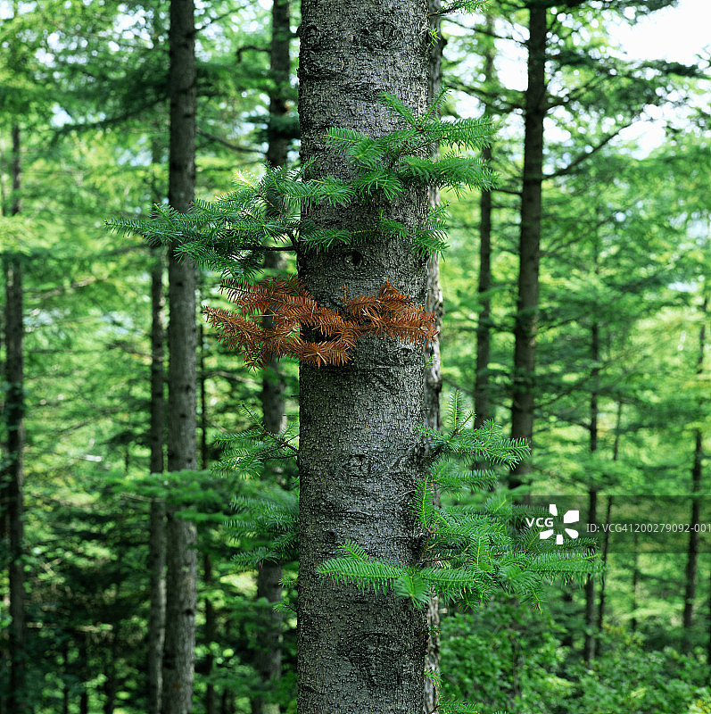 森林中的松树（松属）图片素材