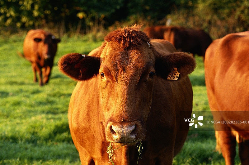 奶牛吃草特写图片素材