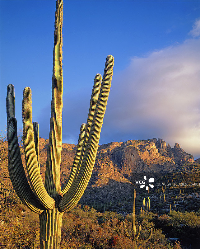 沙漠中的巨柱仙人掌，日出图片素材