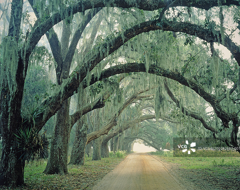 美国佐治亚州坎伯兰岛国家海滨图片素材