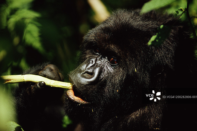 山地大猩猩（Gorilla gorilla berengei）咀嚼竹笋图片素材