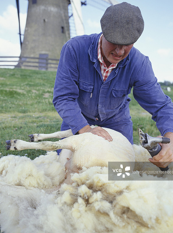 农民在鹿特丹风车附近剪羊毛图片素材