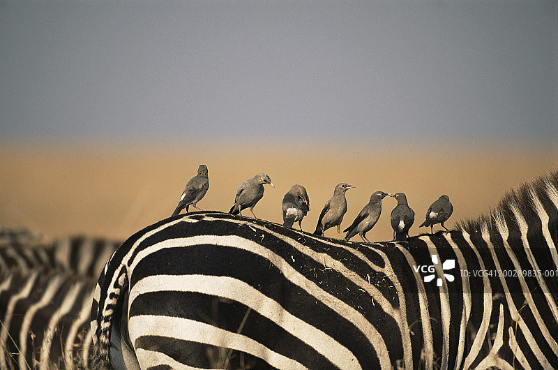 站在斑马背上的肉垂椋鸟图片素材