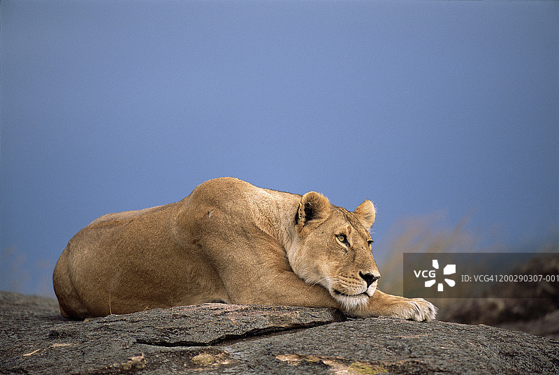 母狮在岩石露头上休息图片素材