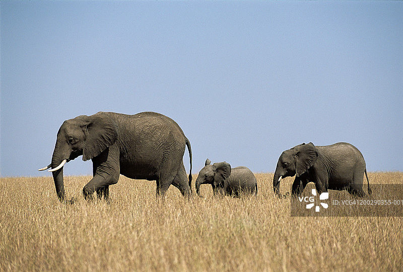 行走在长草中的非洲象群图片素材