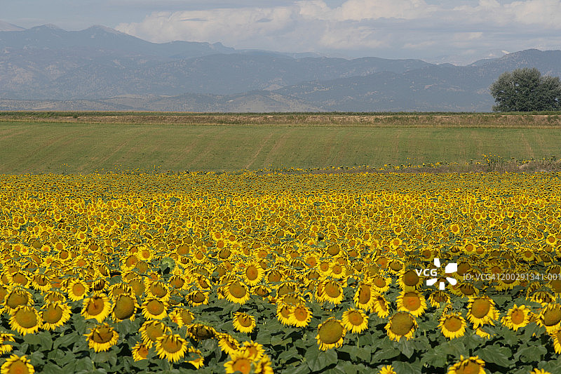 向日葵田（鸟瞰图）图片素材