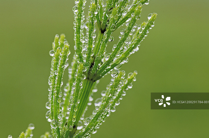 特写：问荆上的露珠图片素材