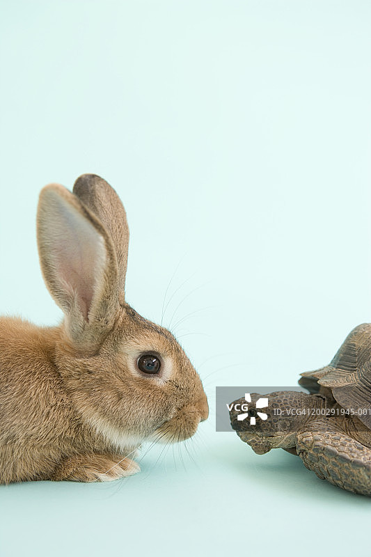 面对面的乌龟和兔子图片素材