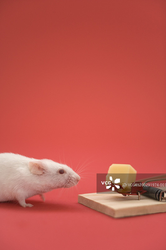 白色老鼠看着奶酪陷阱图片素材