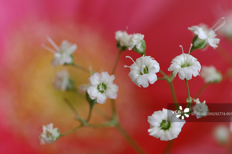 满天星（Gypsophila paniculata）特写图片素材