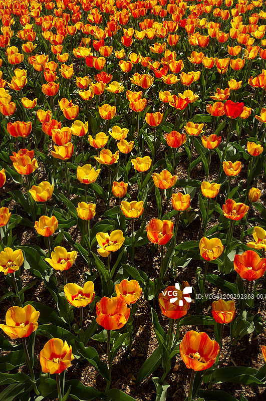 郁金香花丛（郁金香属）图片素材