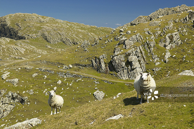 爱尔兰梅奥郡因尼什图克岛山坡上的绵羊图片素材