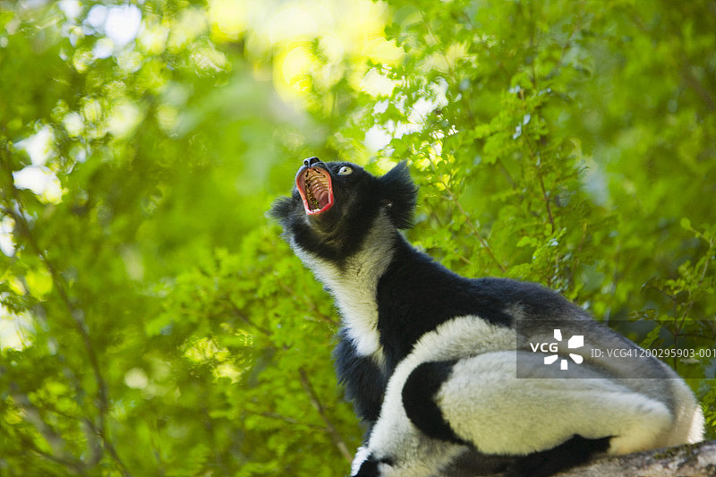 树上嚎叫的狐猴图片素材