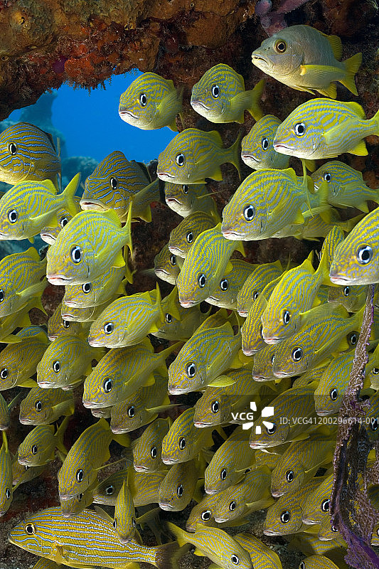 蓝纹石鲈鱼群图片素材