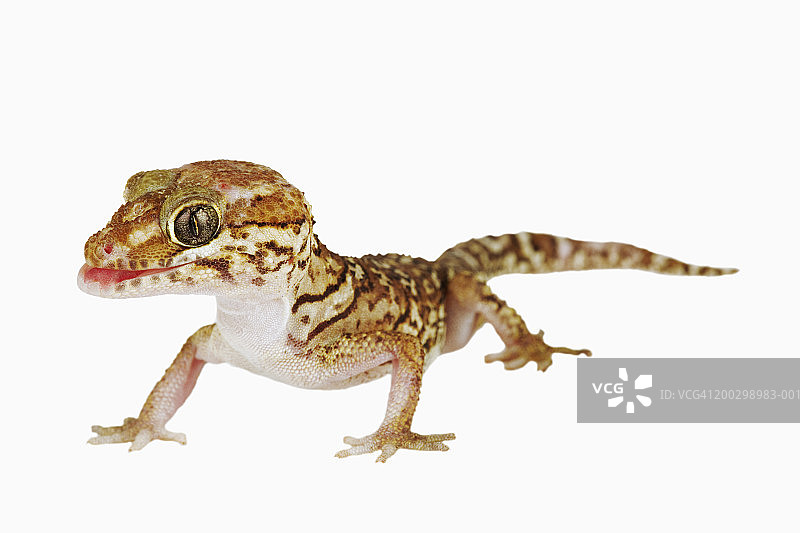 白色背景下的马岛地壁虎图片素材