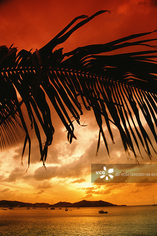 圣马丁岛，棕榈树叶与水面，日落图片素材