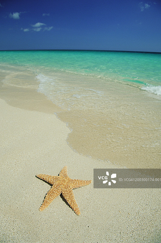 古巴巴拉德罗海滩上的海星图片素材