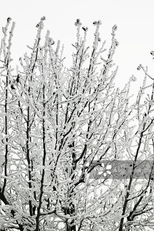 冬季覆盖着白雪的树木图片素材