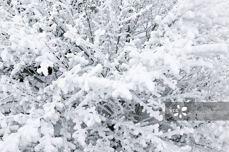 冬季雪景树木图片素材
