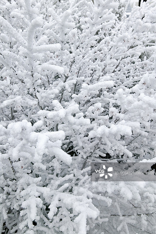 冬季雪景树木图片素材