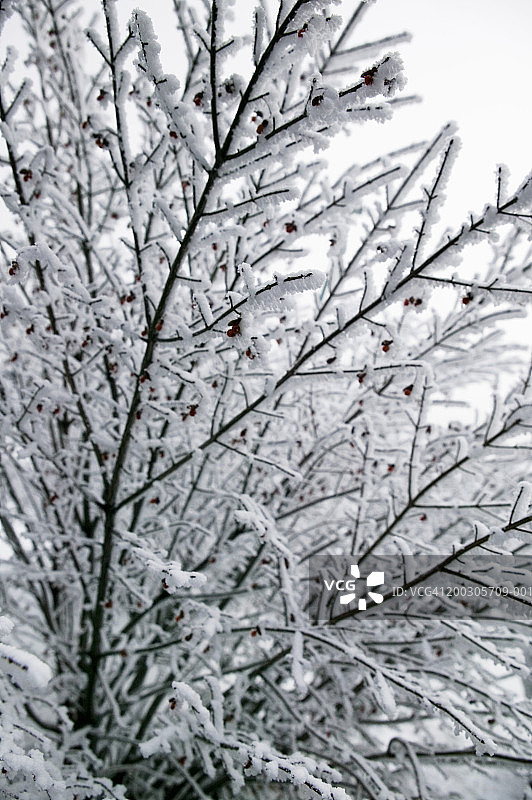 冬季雪景树木图片素材