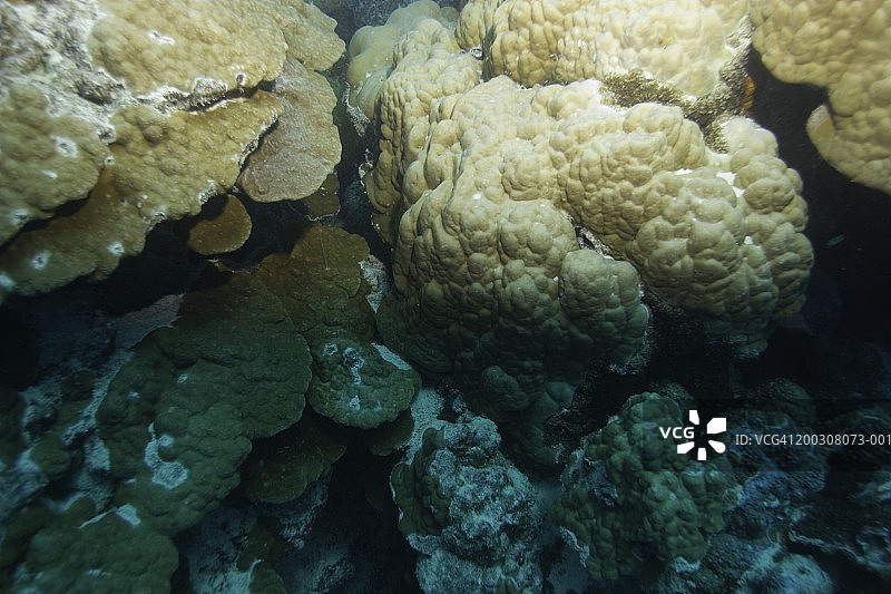 海洋珊瑚礁上的珊瑚（高角度）图片素材