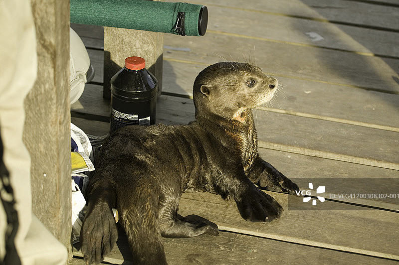 码头上方的海獭图片素材