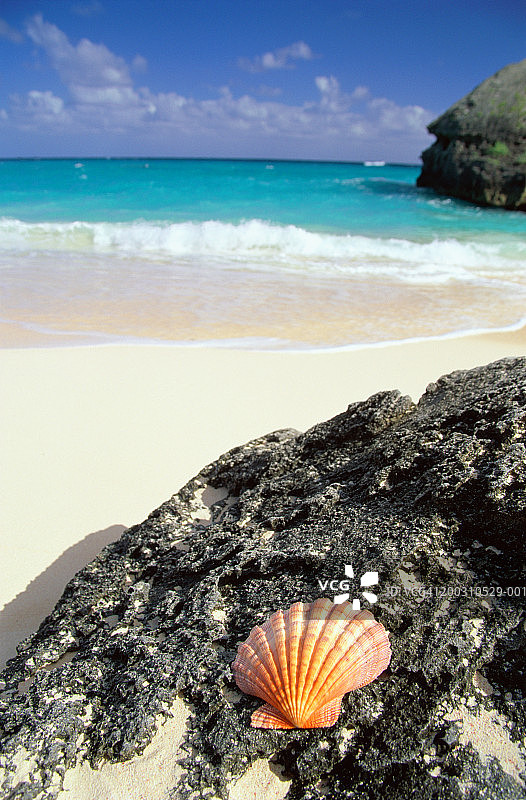百慕大Warwich长湾石灰岩露头上的狮爪贝壳图片素材
