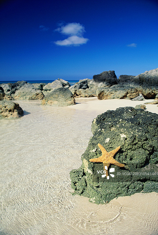 巴哈马海滩岩石上的海星图片素材