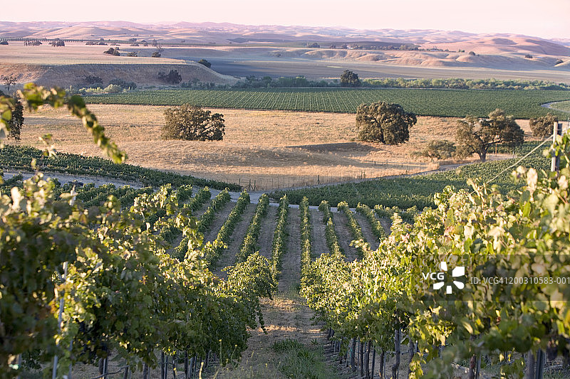 美国加利福尼亚州帕索罗布尔斯的葡萄园，高角度景观图片素材