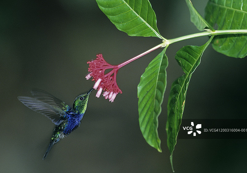 叉尾林 nymph（Thalurania furcata）在花上觅食图片素材