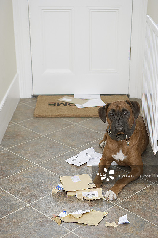 狗躺在门垫旁，啃咬邮件图片素材