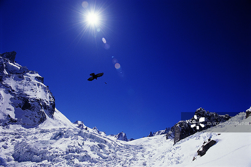 法国霞慕尼白色山谷冰川上的寒鸦图片素材
