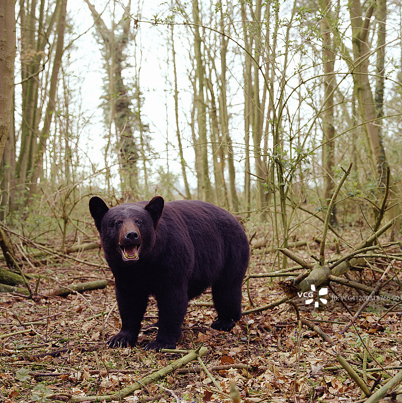 森林中的美洲黑熊（Ursus americanus）图片素材