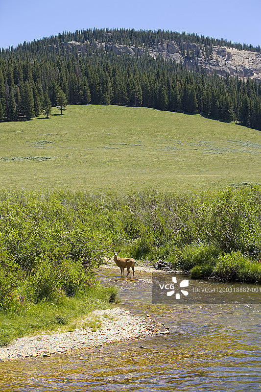 站在有山脉背景的河流中的鹿图片素材