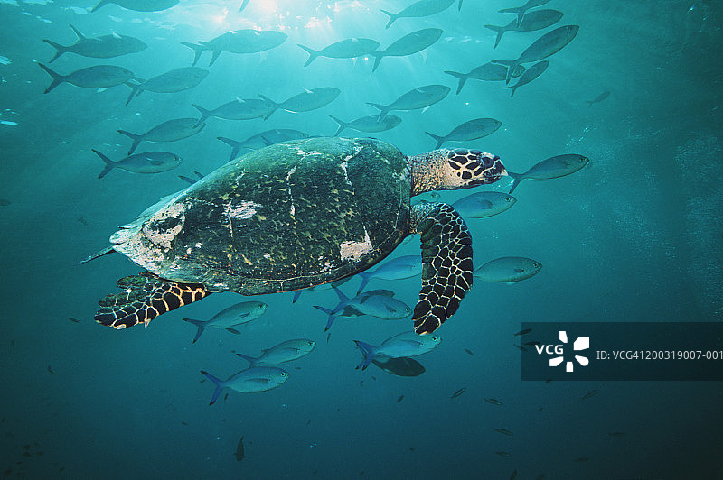玳瑁龟与 fusiliers 鱼一起游泳图片素材