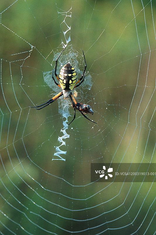 结网的园蛛（雌性）图片素材