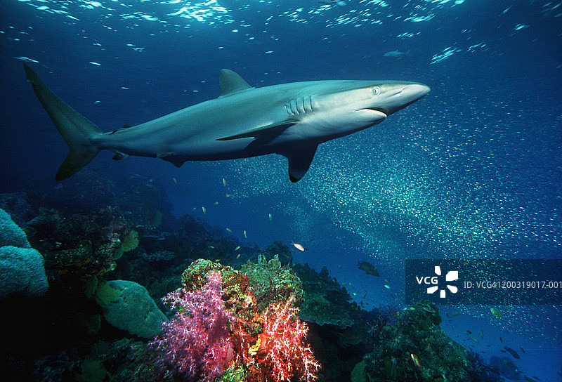 镰状真鲨（数字合成图）图片素材