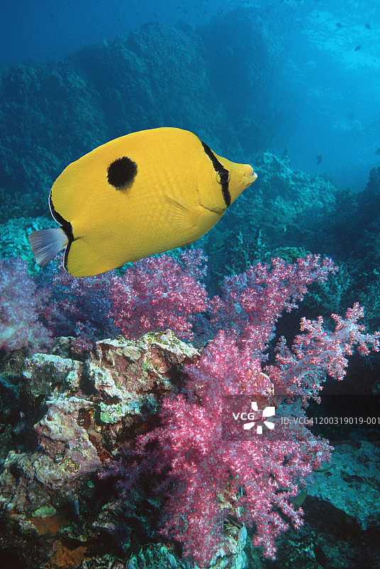 泪滴蝴蝶鱼（Chaetodon unimaculatus）与软珊瑚图片素材