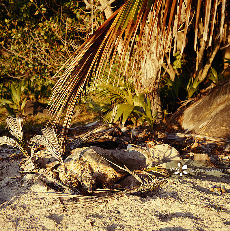 沙滩上的乌龟图片素材