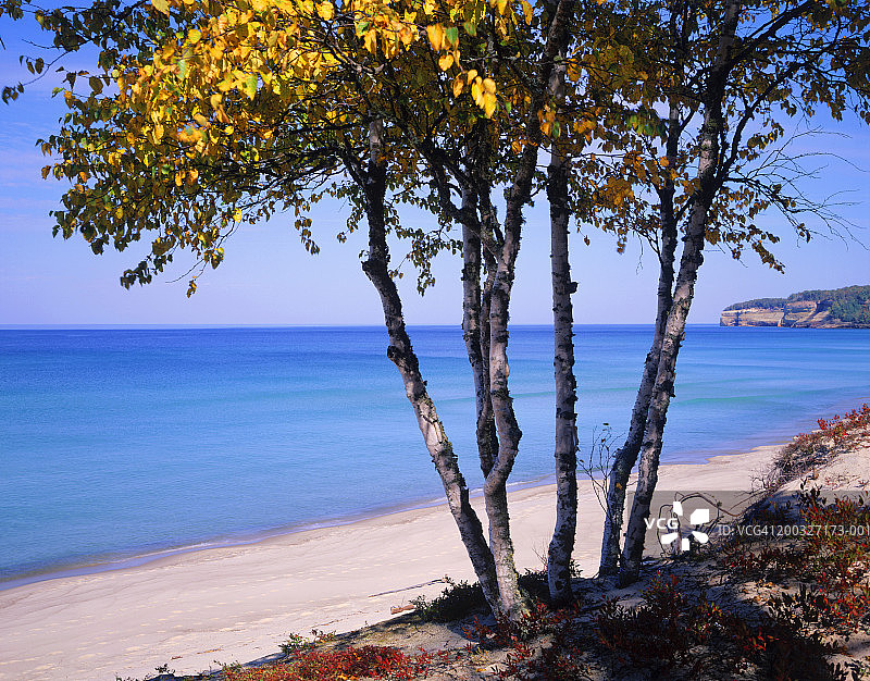 美国密歇根州苏必利尔湖畔的秋日白桦树图片素材