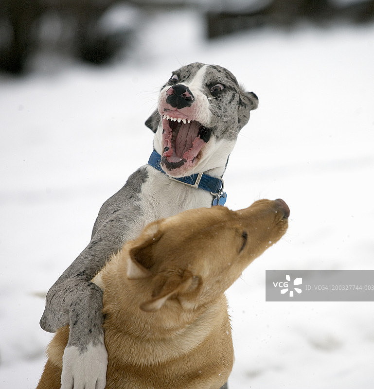 狗猛扑向另一只狗，露出牙齿图片素材