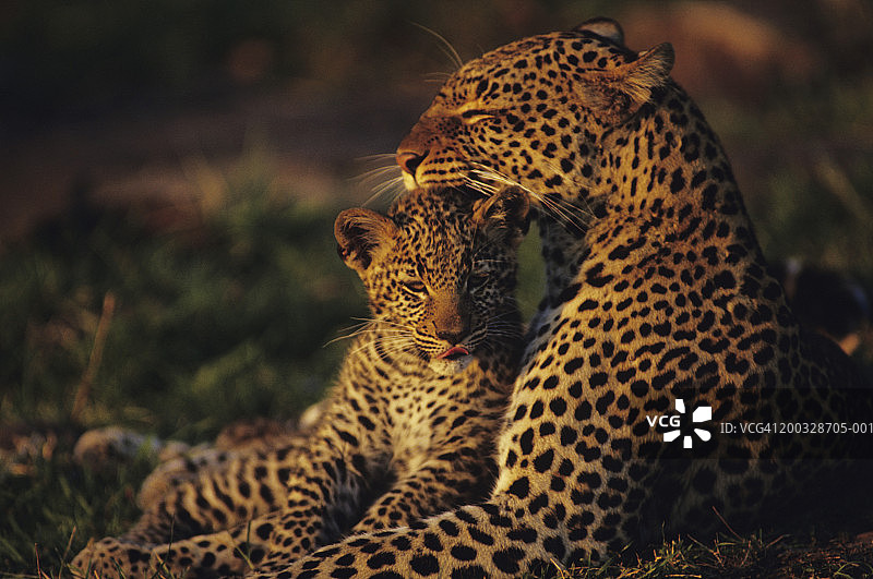 肯尼亚草地上休息的豹子母子图片素材